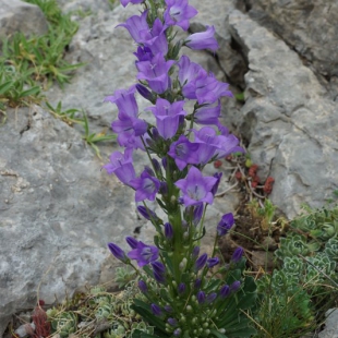 Campanula columnaris